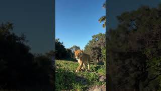 #NywildAnimalsnatury#WildAnimalsnatury#WildAnimals #Wildlife #NatureLovers#MountainSplit #EpicNature