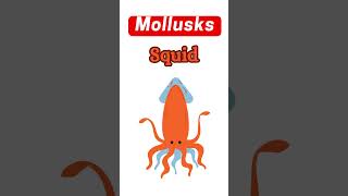 Mollusks #mollusks #ocean #octopus #squid #english #easyenglish #learnenglish #englishgrammar #noun