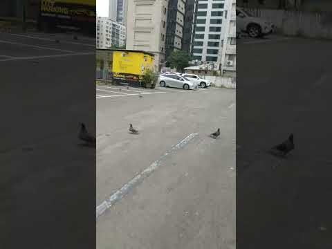 停車場裡面的鴿子