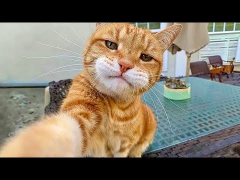 Crazy animals will make you LAUGH TO DIE 😅 Funniest cats and dogs 😂