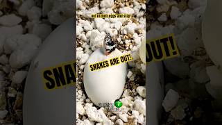 Snakes are out! #TricolorHognose #SnakeHatching #MolinaroSnakeLab #Hognose #EggWatch #ReptileBreeder