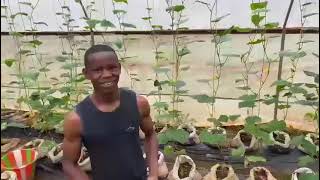 Greenhouses at Tacugama Chimpanzee Sanctuary