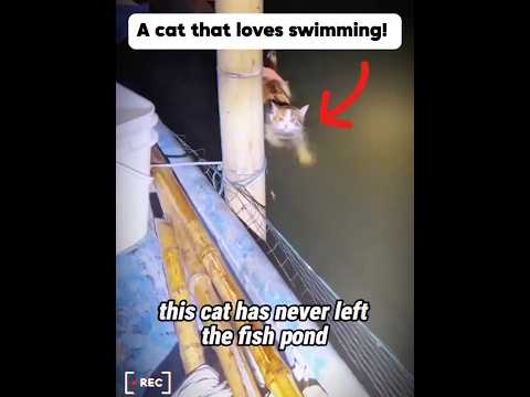 A cat that loves swimming! #stories #cat #fypage