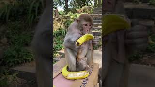 AWW MONKEY | MONKEY FUN EVERY DAY