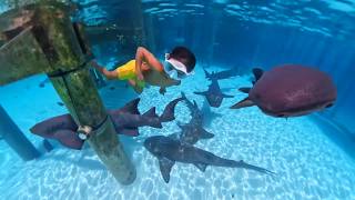 Kids Swimming with Sharks in the Bahamas!! Filmed on Insta360 X5. #teamwater