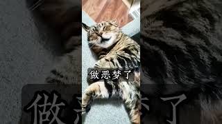 做恶梦 #cat