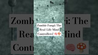 Zombie Fungi: The Real-Life Mind Controllers! 🧠 #ZombieFungi #FungiFacts #MindControl  #TheLastOfUs