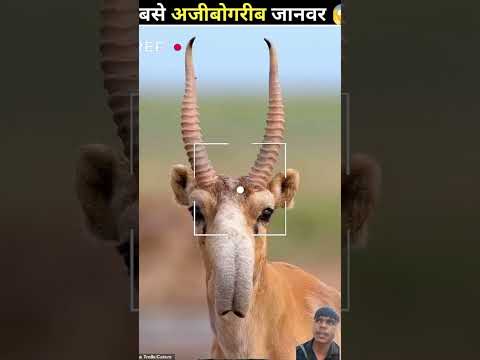 😱😱 #facts #amazingfacts #animals #factsinhindi #science #knowledge #viralvideo #knoweledgefacts