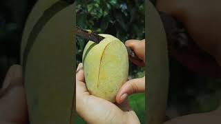 Slice mango cutting 🥭#shorts #fruitcutting #viwes #viralvideo
