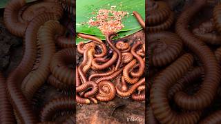 There are many insects crawling on the rocks.#insects #millipede #centipede #shortvideo #funny