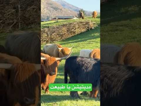 شکر نعمت نعمتت افزون کند. به نعماتت بیشتر نگاه کن و لذتشو ببر رفیق. #shorts