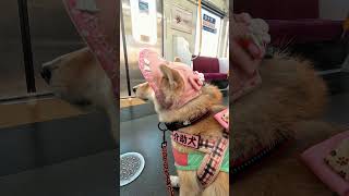 柴犬介助犬るな電車移動【介助犬と桃にゃん】 #柴犬介助犬 #介助犬るな #介助犬と桃にゃん #介助犬 #dog #doglover #cutedog #柴犬
