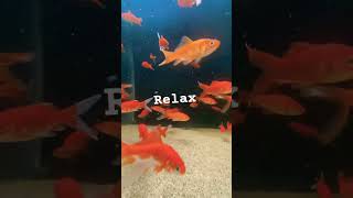 Relax #relaxing #shorts #life #fishing #fishing #helathy #diy #mindset #gold #carp #angeln #love