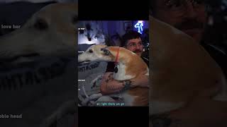 i think my greyhound is animatronic