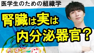 腎臓③「レニン-アンジオテンシン-アルドステロン系とは？」