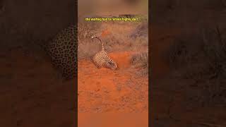 The Leopard and the Warthog  #LeopardVsWarthog #WildlifeStruggle #NatureDrama #AnimalInstincts