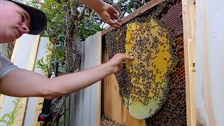 Thousands of Very Grumpy Bees in a Fence