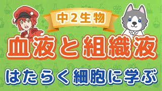 中2理科『血液の成分と組織液』