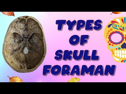 Types of Skull Foraman//Study of Anatomy//#anatomyvideos #skull #anatomynote