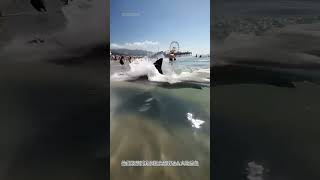 救援搁浅的鲨鱼#看动物世界品百味人生