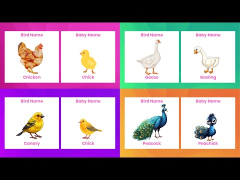 Birds Name with their Babies |Oxbridge Kids TV|