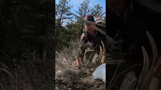 Elk shed pickup! #shedhunting #wapiti #pnw