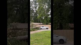 DIY wrong! #diy #diyproject #tree #trees #treework #handyman #contractor #gardening #garden