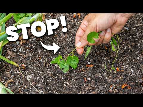 Bindweed Nearly Killed Us...Until We Did This