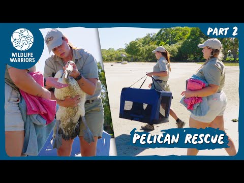 Bizarre Bird Rescues | Part Two