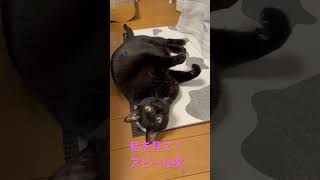 私が見てるか確認する視線が可愛い。