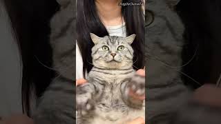Cats Gone Wrong: Hilarious Fails and Fun Facts! #funnycats #catvideo #catfails #animals #cat