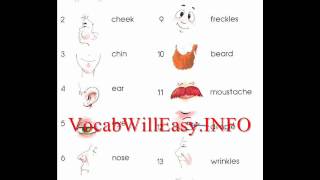 Face, Hair - Describing People - Picture Dictionary for Kids