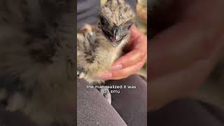 Strange bird hatch from strange egg.#egg #bird #cute #healing #shortvideo