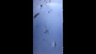 橈腳類　無節幼體3～高對比載台＋偏光模組