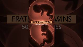 Ovulation and Fertization of TWINS ❤️ #shorts #twins #pregnancy