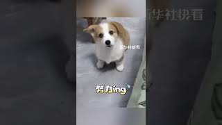 小柯基立耳瞬間，太可愛了！