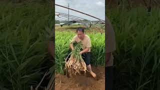 China mein kheti ka anokha jugad #farming #shortvideo