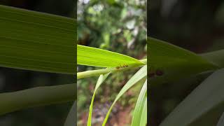 Ant in a Day #shorts #animals #ant #day #trending