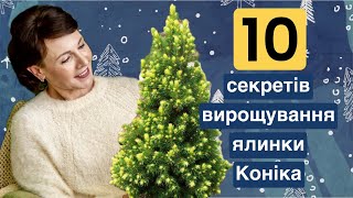 Що потрібно знати про ялину канадську Коніка