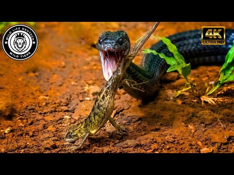 The Secret of the Masters of the Hunt #wildlife | Wild Life Deutsch