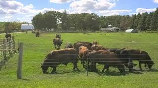 32 Seconds, Episode 6.  Cows breathing and munching grass.