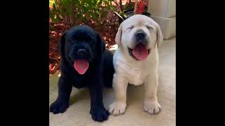 😱 Black and white labrador puppy #pets #labrador #puppies