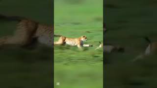 leopard Vs deer!#Wildlife #PredatorVsPrey #EagleAttack #SnakeVsEagle #NatureIsBrutal #Shorts