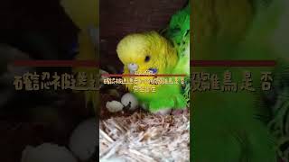 機上盒孵化的雛鳥由親鳥接手