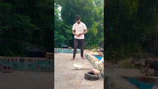 KABUTAR LOVERS 🕊️#kabutar #pigeon #pigeons #birds #kabootar #pigeonpose #pigeonlove #kabutarbazi