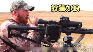 国外郊狼泛滥成灾，给经济带来严重损失，猎人一年狩猎500只郊狼