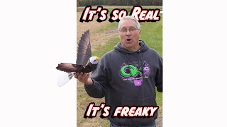 It's so real .. It's freaky .. remote control eagle