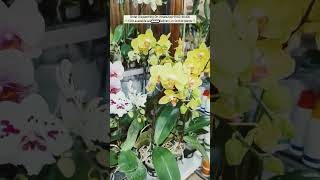 Buy with real flowers online #orchid #plants #orchidcare #garden #grow #seeds #flowers #dendrobium