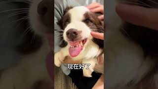 茶味僵尸 不养狗不知道养狗的乐趣 萌宠出道计划 被迫营业的狗子 绿茶