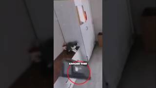 Cat broke it, dog blamed for it 😤 #cat #dog #pets #smartcat #funny